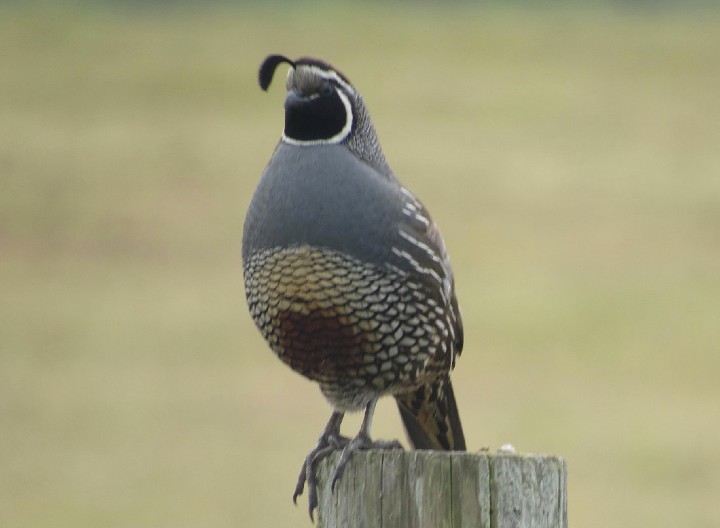 California Quail